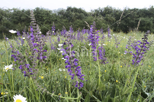 Meadow Clary (Salvia pratensis)