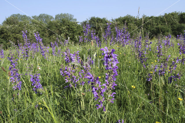 Meadow Clary (Salvia pratensis)