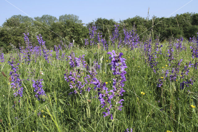 Veldsalie (Salvia pratensis)