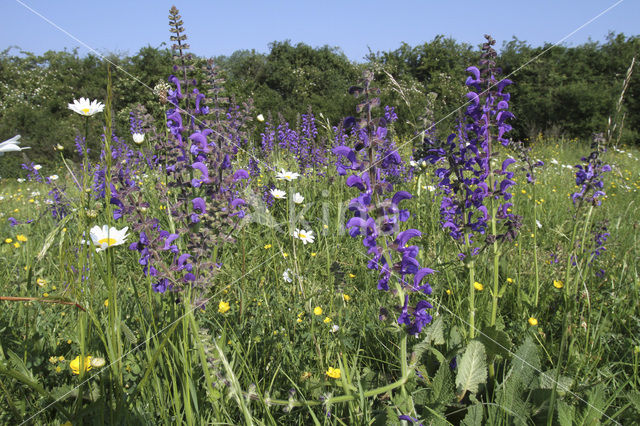 Veldsalie (Salvia pratensis)