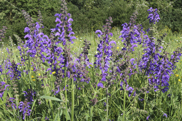 Meadow Clary (Salvia pratensis)