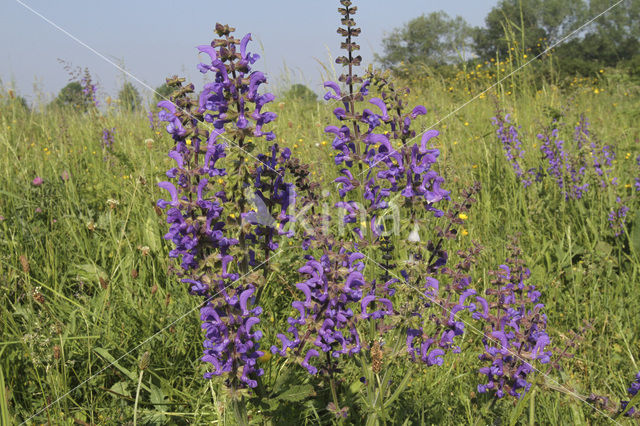 Meadow Clary (Salvia pratensis)