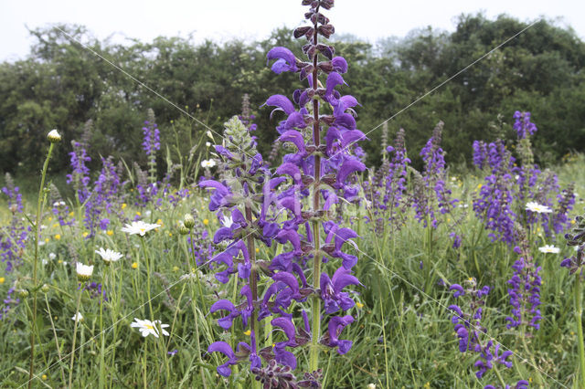 Meadow Clary (Salvia pratensis)