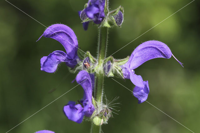 Meadow Clary (Salvia pratensis)