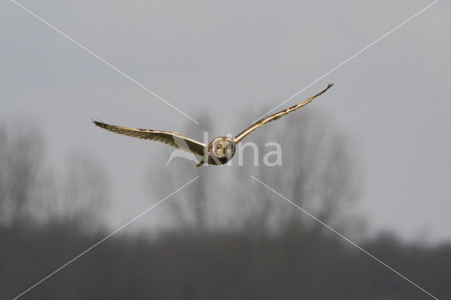 Short-eared Owl (Asio flammeus)