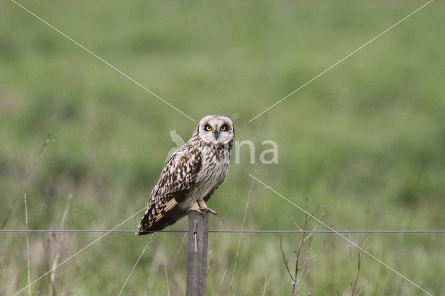 Short-eared Owl (Asio flammeus)