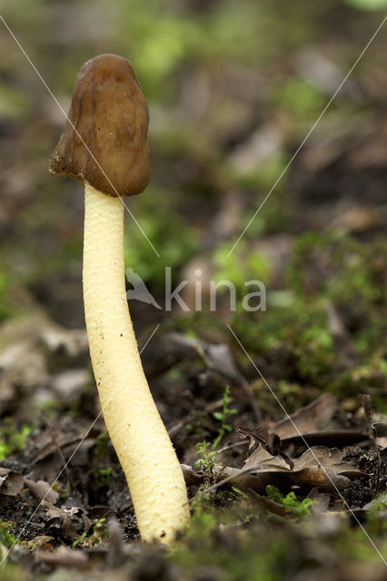 Verpa conica