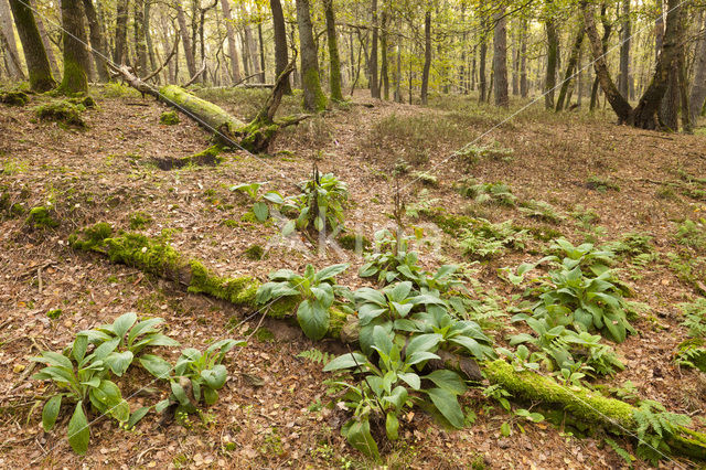 Vingerhoedskruid (Digitalis grandiflora)