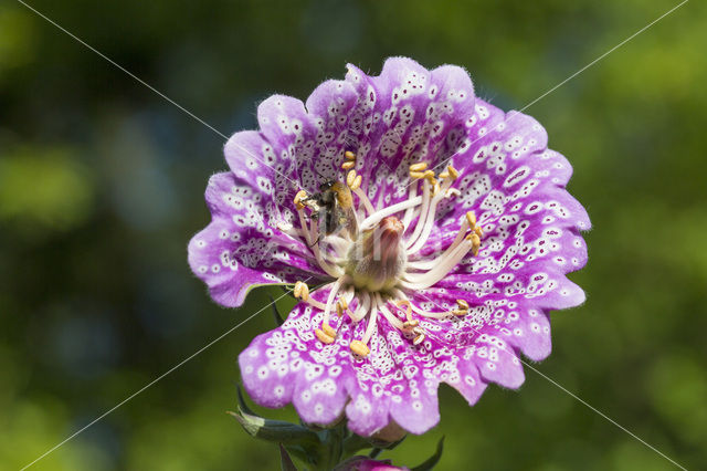 Foxglove (Digitalis spec.)