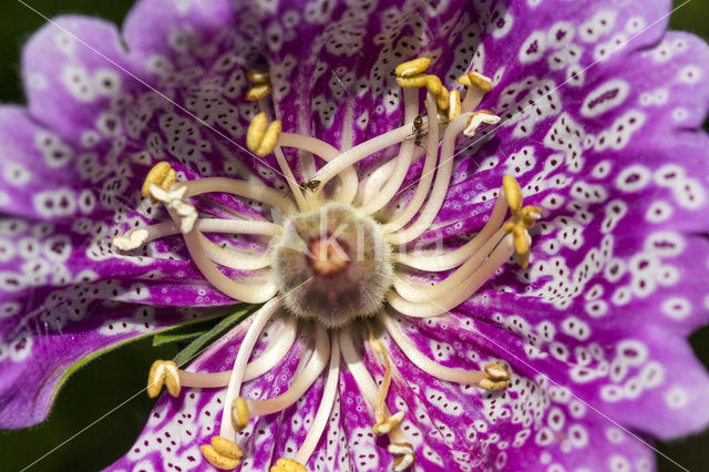 Foxglove (Digitalis spec.)