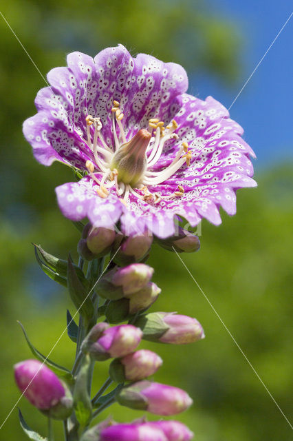 Foxglove (Digitalis spec.)