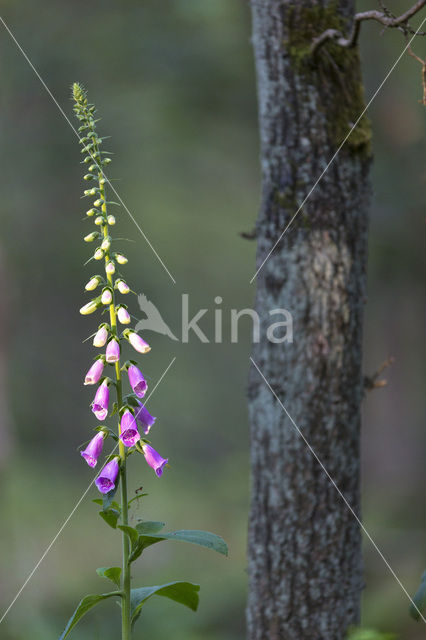 Vingerhoedskruid (Digitalis spec.)