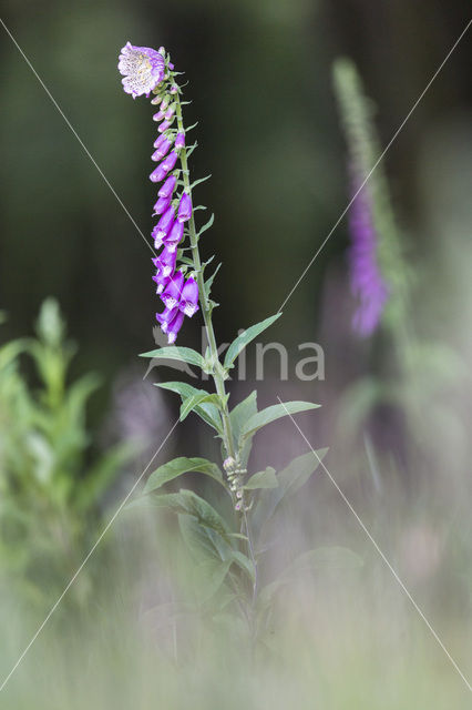 Foxglove (Digitalis spec.)