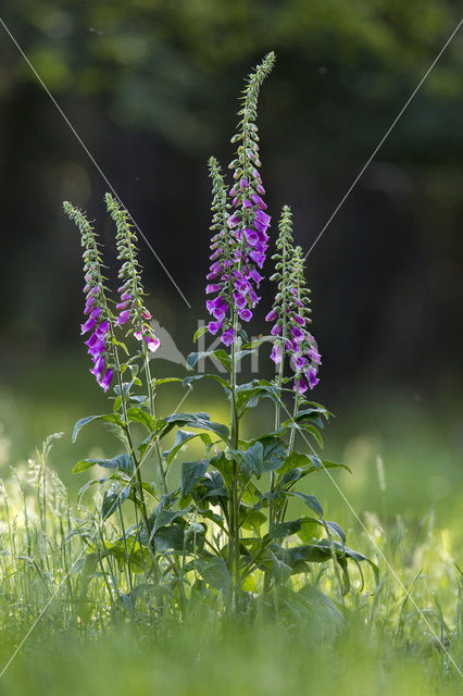 Foxglove (Digitalis spec.)