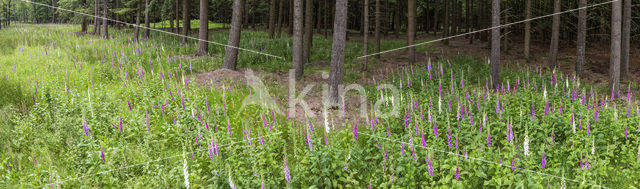 Vingerhoedskruid (Digitalis spec.)