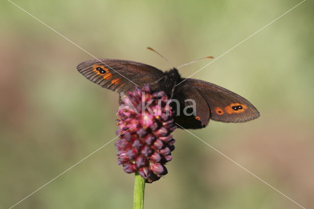 Woodland Ringlet (Erebia medusa)