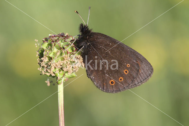 Woodland Ringlet (Erebia medusa)