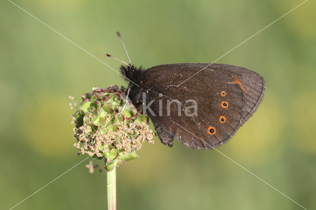 Woodland Ringlet (Erebia medusa)