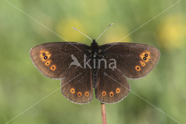 Voorjaarserebia (Erebia medusa)