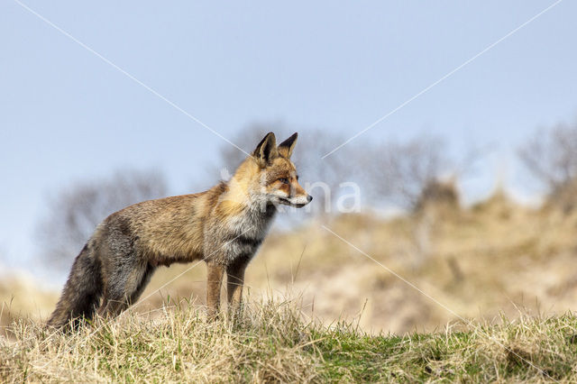 Fox (Vulpes vulpes)