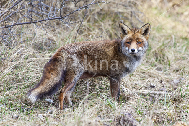 Vos (Vulpes vulpes)