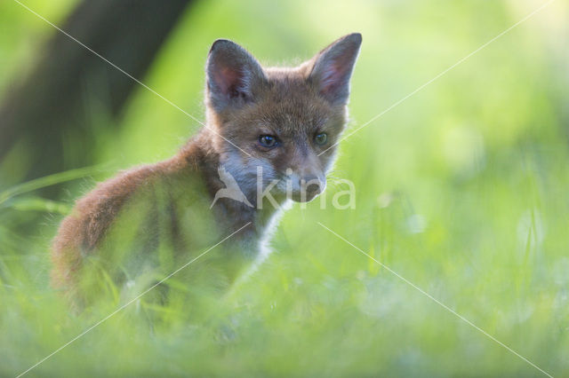 Vos (Vulpes vulpes)