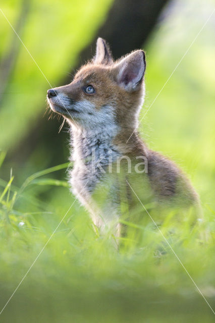 Fox (Vulpes vulpes)