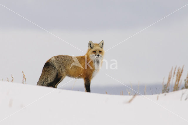 Fox (Vulpes vulpes)