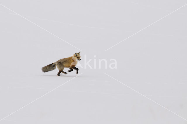 Fox (Vulpes vulpes)