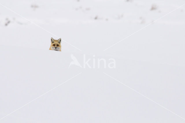 Fox (Vulpes vulpes)