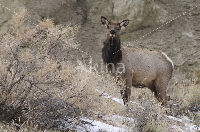 Wapiti (Cervus canadensis)