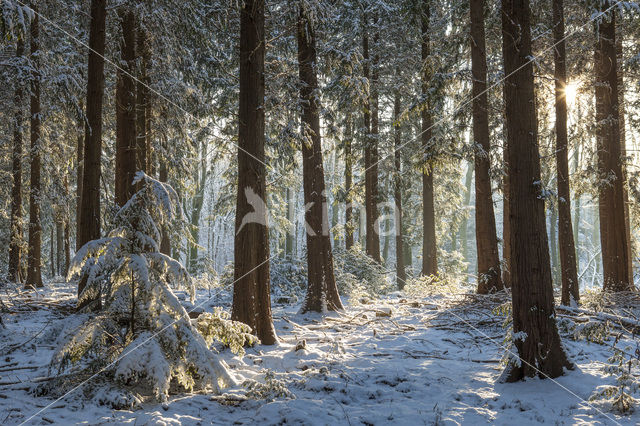 Western Hemlock (Tsuga heterophylla)