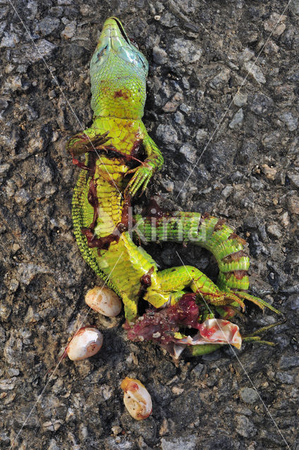 Western Green Lizard (Lacerta bilineata)