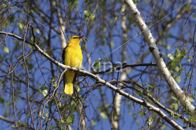 Wielewaal (Oriolus oriolus)