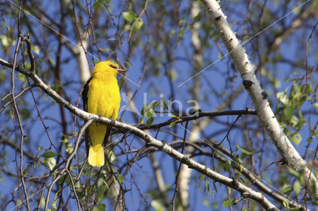 Eurasian Golden-Oriole (Oriolus oriolus)