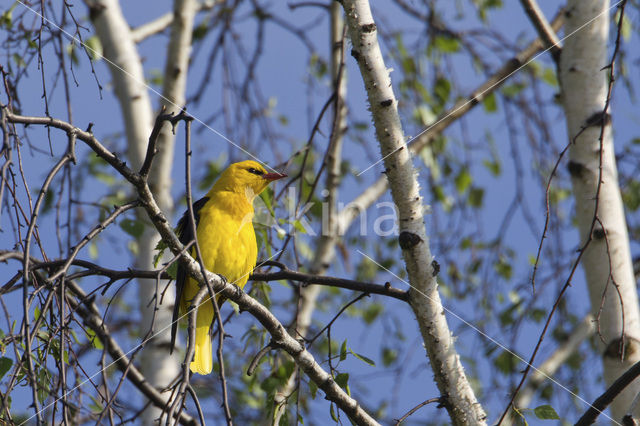 Eurasian Golden-Oriole (Oriolus oriolus)