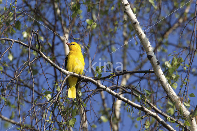 Eurasian Golden-Oriole (Oriolus oriolus)