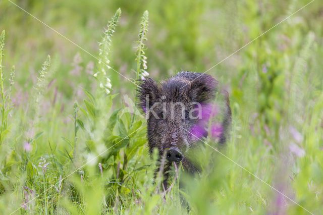 Wild Boar (Sus scrofa)