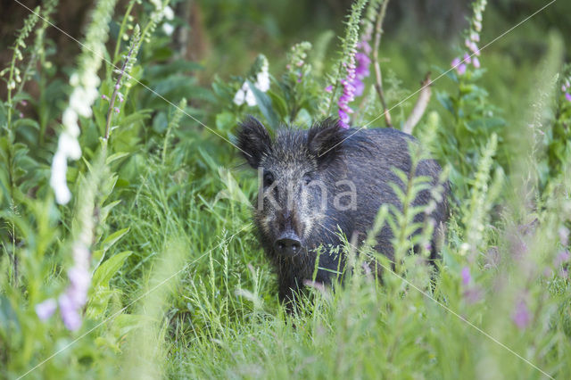 Wild zwijn