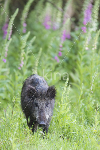 Wild zwijn