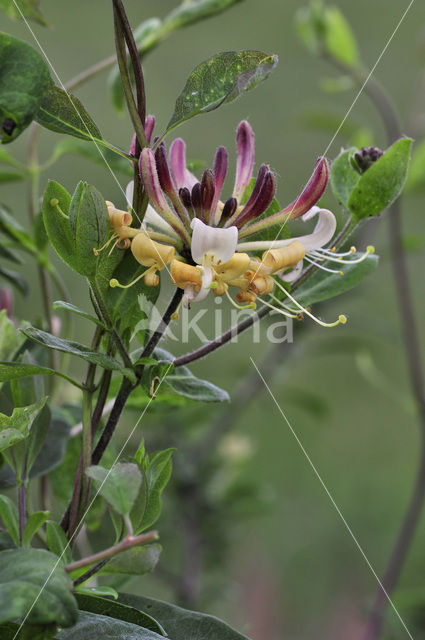 Honeysuckle (Lonicera periclymenum)