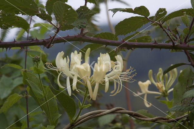 Wilde kamperfoelie (Lonicera periclymenum)