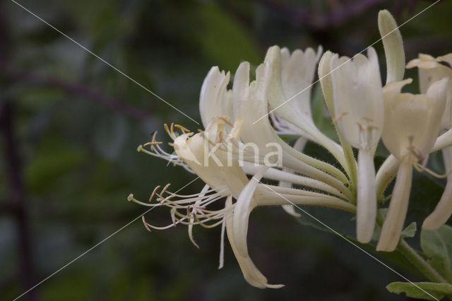 Wilde kamperfoelie (Lonicera periclymenum)