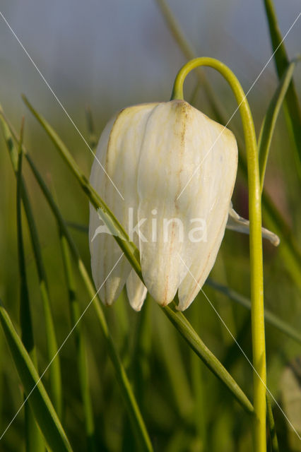 Wilde kievitsbloem (Fritillaria meleagris)