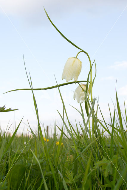 Wilde kievitsbloem (Fritillaria meleagris)