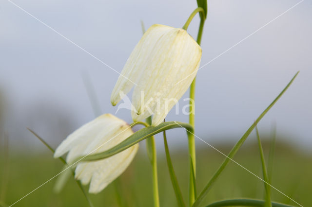 Wilde kievitsbloem (Fritillaria meleagris)