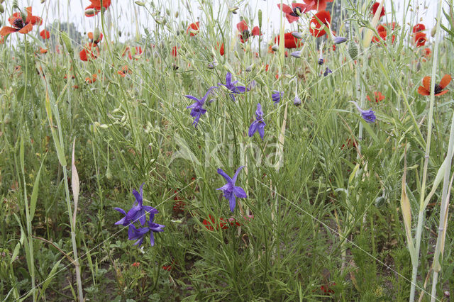 Wilde ridderspoor (Consolida regalis)