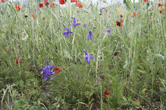 Wilde ridderspoor (Consolida regalis)