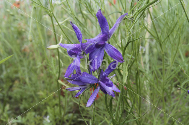 Wilde ridderspoor (Consolida regalis)