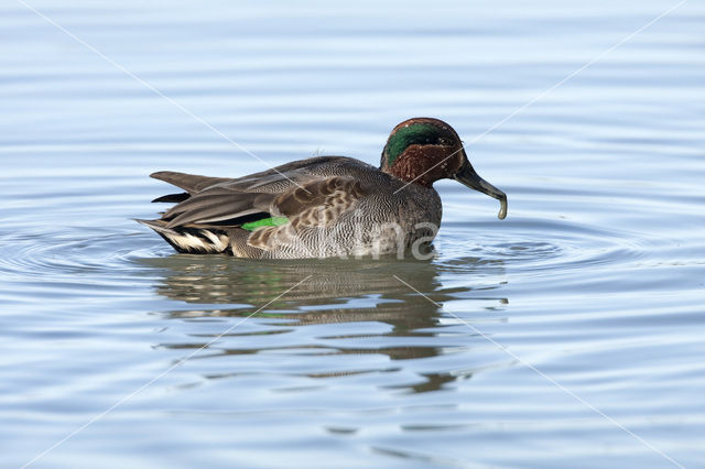 Wintertaling (Anas crecca)